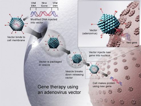 Veelbelovende resultaten uit fase 1 studie van een therapie die celdodende geneesmiddelen combineert